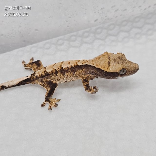 노멀