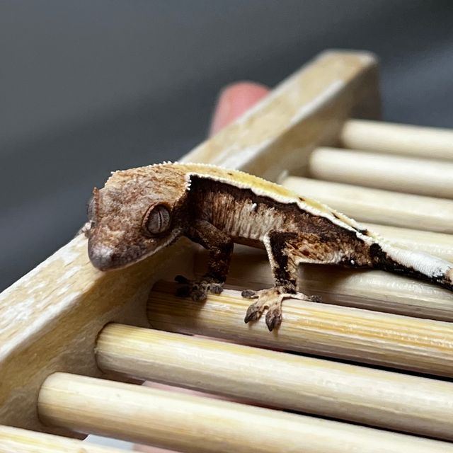 세이블 트라이