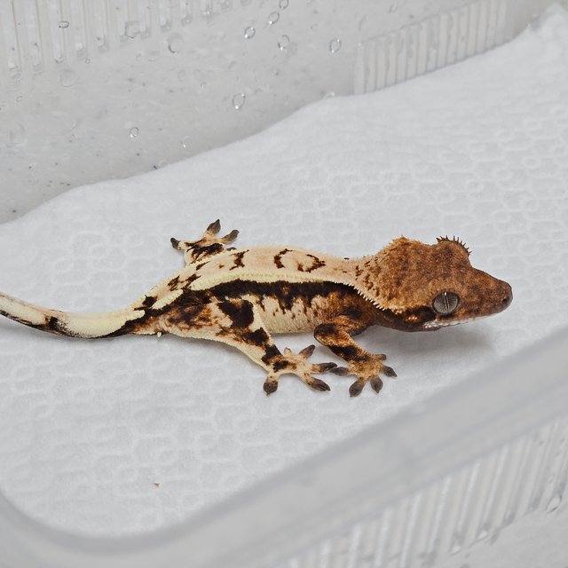 세이블 트라이 핀스트라이프