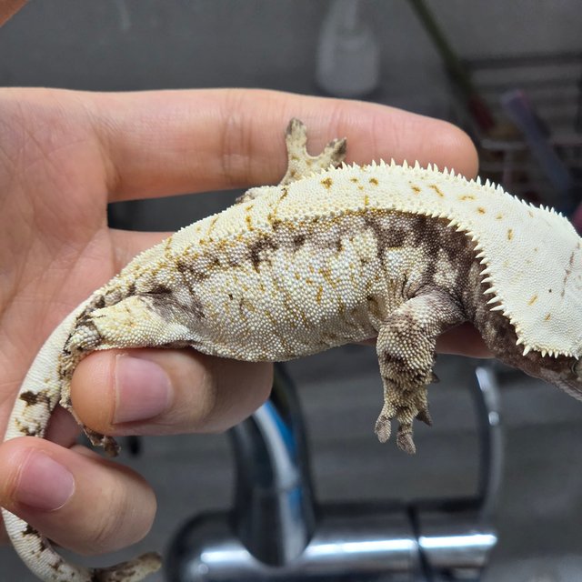 트라이 노멀 화이트스팟