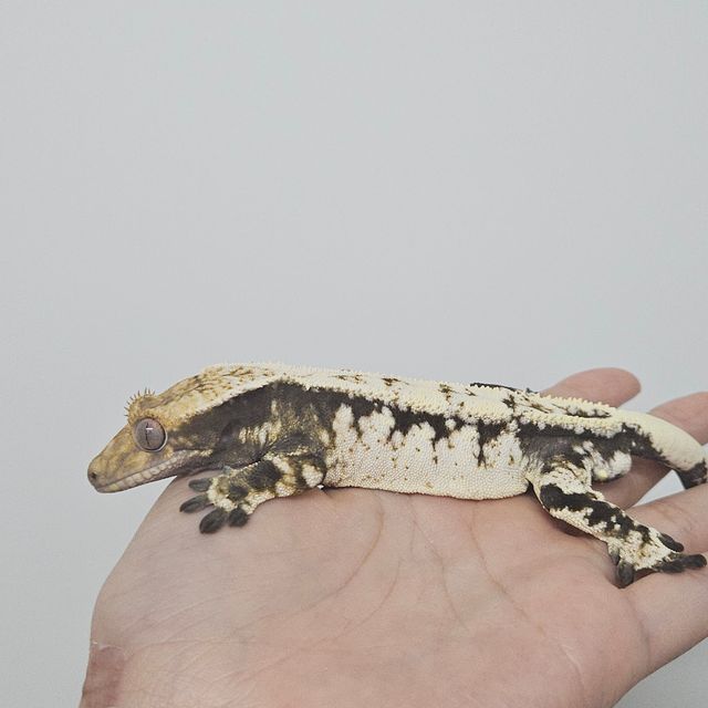 세이블 트라이