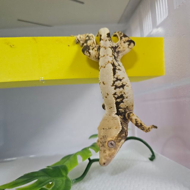 트라이