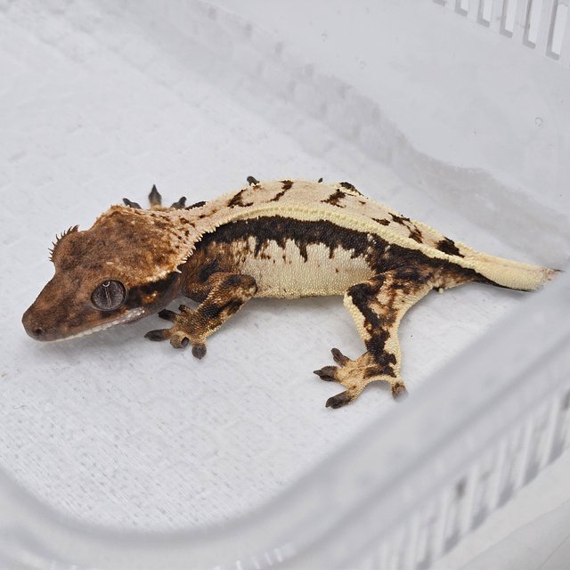 세이블 트라이 핀스트라이프