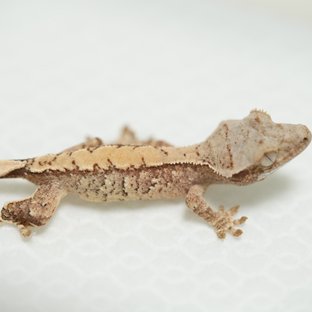 노멀 화이트스팟