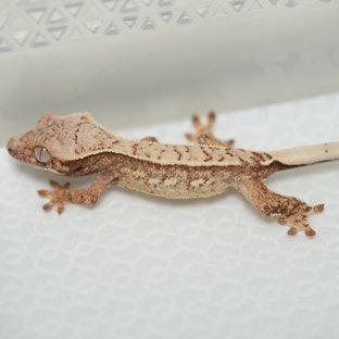 노멀 쿼드 화이트스팟