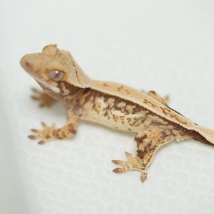 노멀 쿼드 풀핀