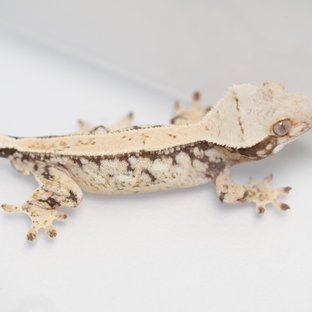 노멀 쿼드 풀핀