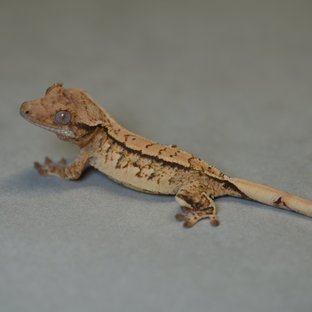 노멀 쿼드 트라이 텐저린