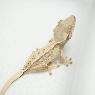 노멀 쿼드 화이트스팟