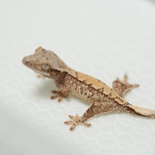 노멀 화이트스팟