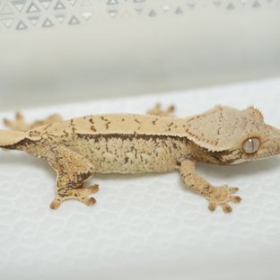 노멀 쿼드 화이트스팟