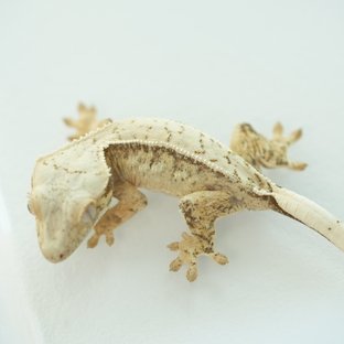 노멀 쿼드 화이트스팟