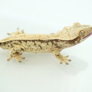 Normal Quad Full Pinstripe