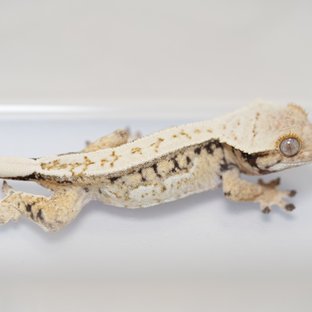 노멀 쿼드 화이트스팟