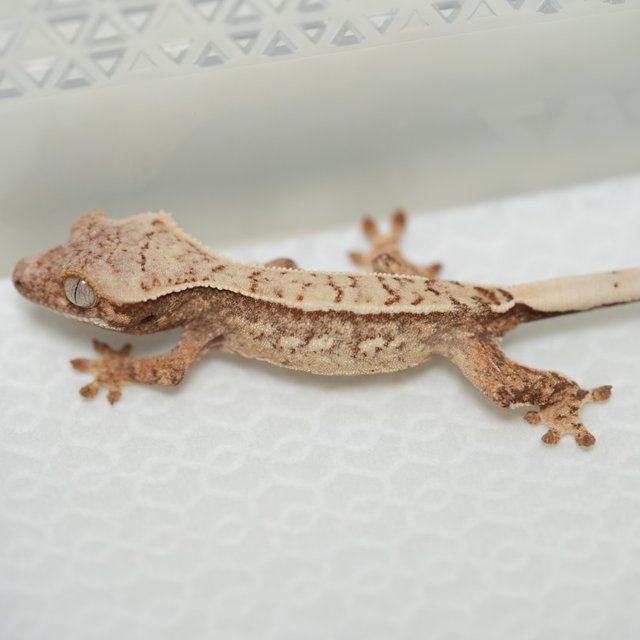 노멀 쿼드 화이트스팟