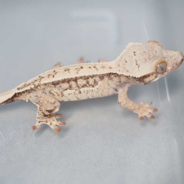 노멀 쿼드 화이트스팟