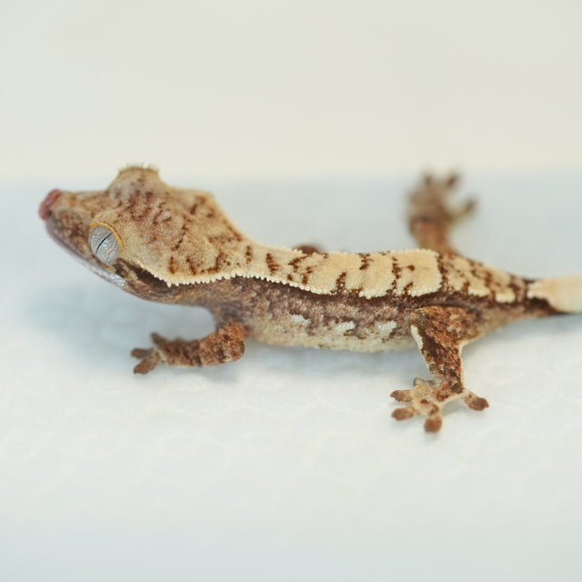 노멀 트라이 쿼드 화이트스팟