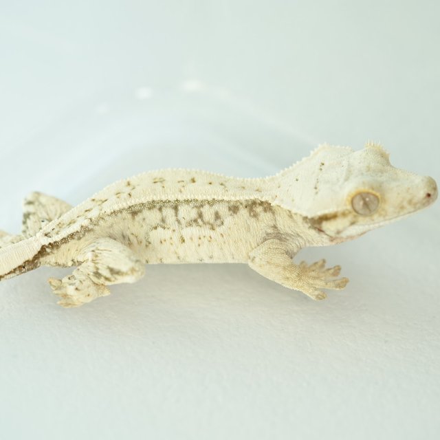 노멀 쿼드 화이트스팟