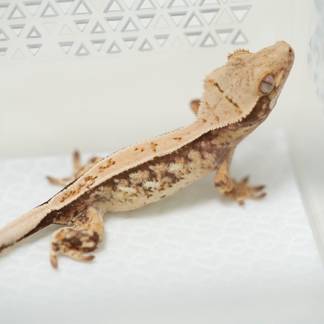 노멀 쿼드 풀핀