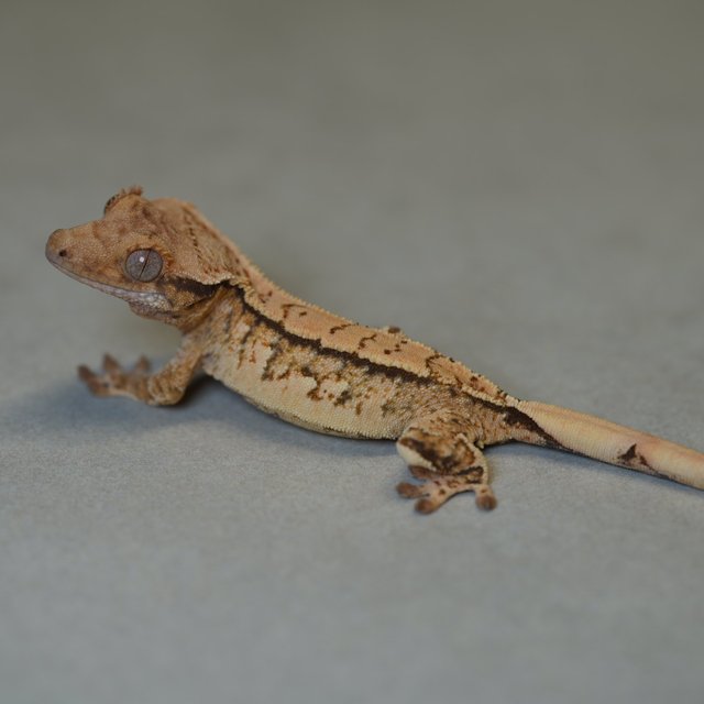 노멀 쿼드 트라이 텐저린