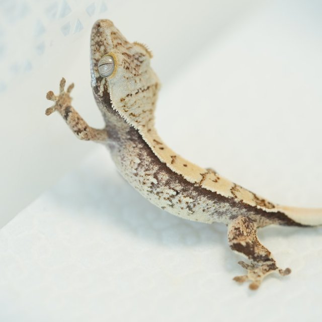 노멀 트라이 쿼드 화이트스팟