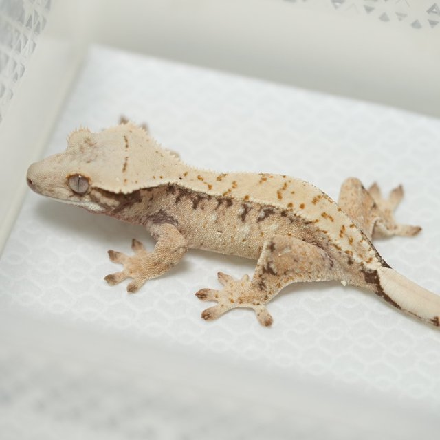 노멀 화이트스팟