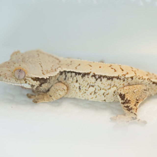 노멀 쿼드 화이트스팟