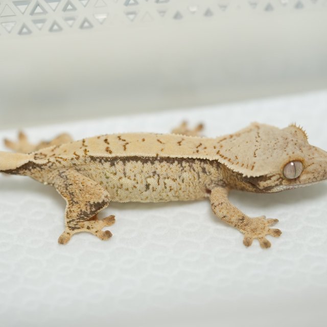 노멀 쿼드 화이트스팟