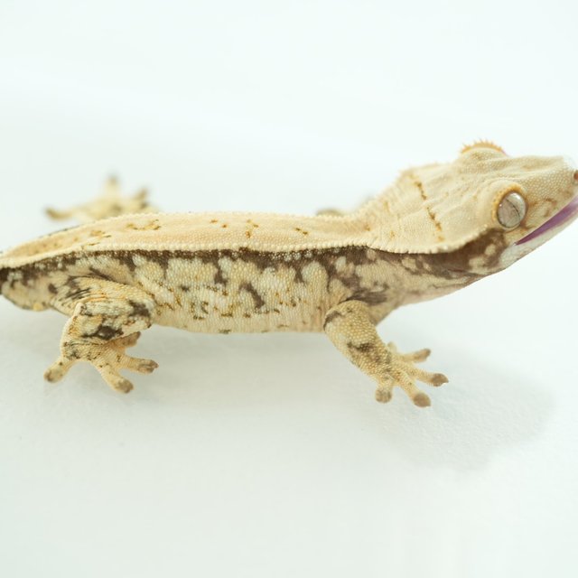 노멀 쿼드 풀핀