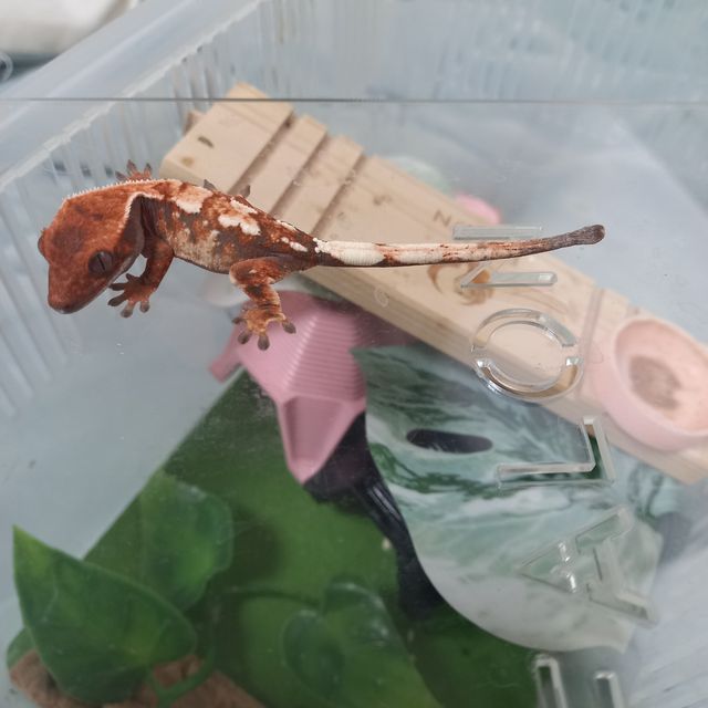 세이블