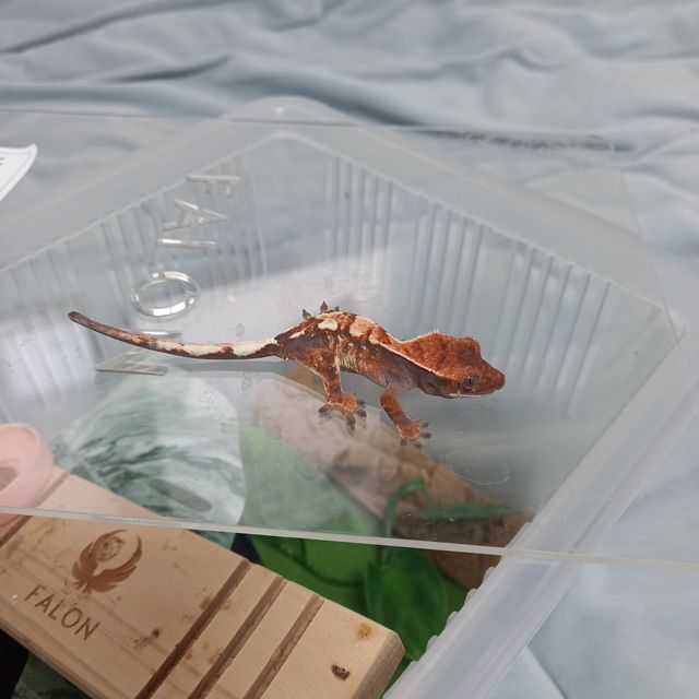 세이블