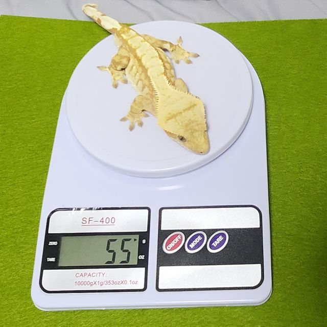 레드