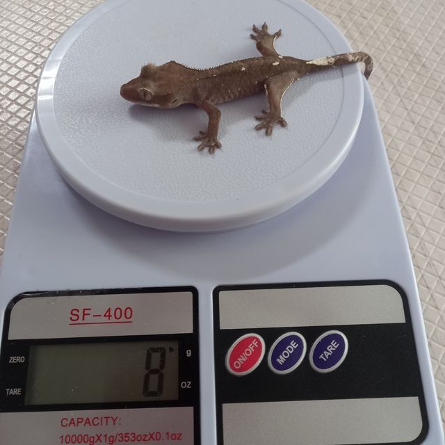 아잔틱