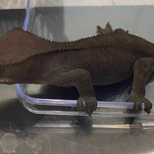 아잔틱