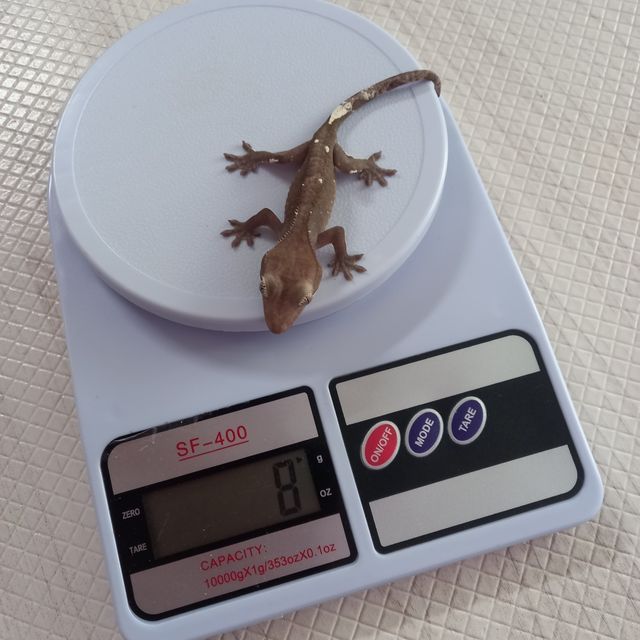 아잔틱