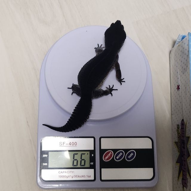 블랙나이트