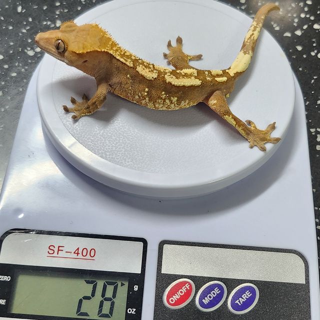세이블