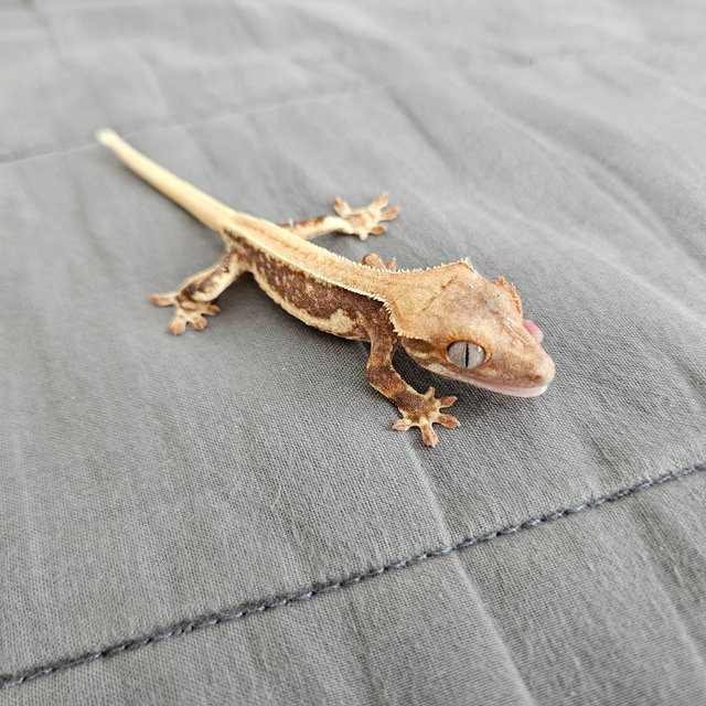 릴리 세이블 릴리화이트 솔리드백 화이트