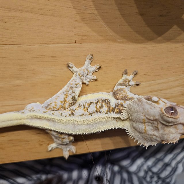 화이트 릴리화이트 트라이