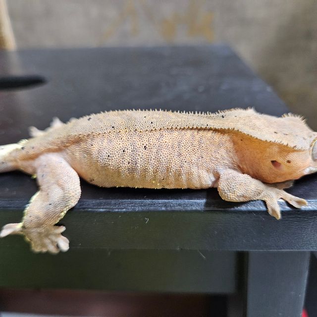 카푸치노 패턴리스