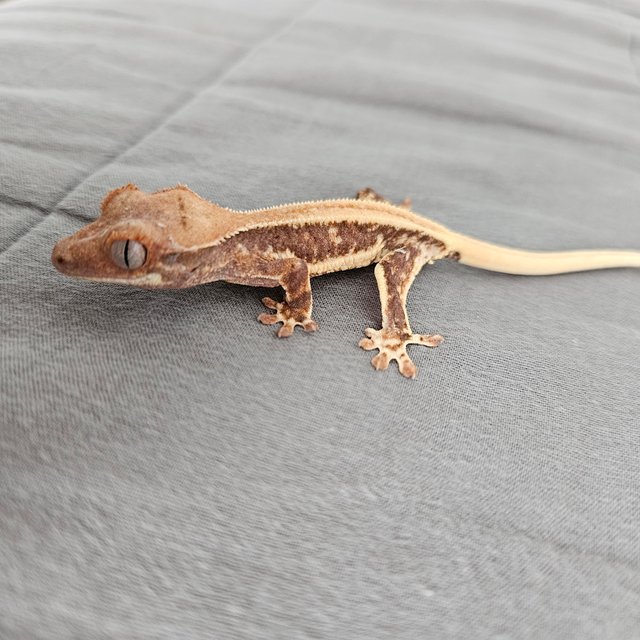 릴리 세이블 릴리화이트 솔리드백 화이트