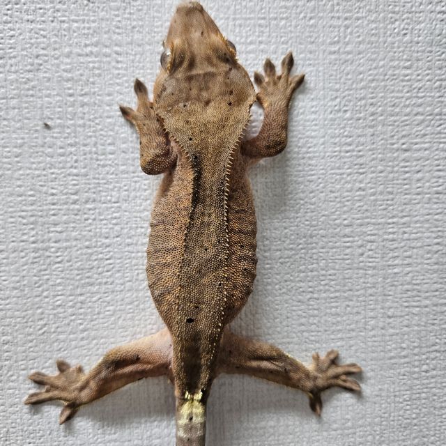 카푸치노 패턴리스