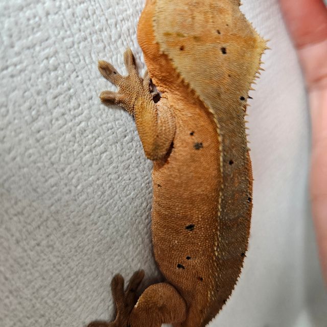 레드 바이 달마시안