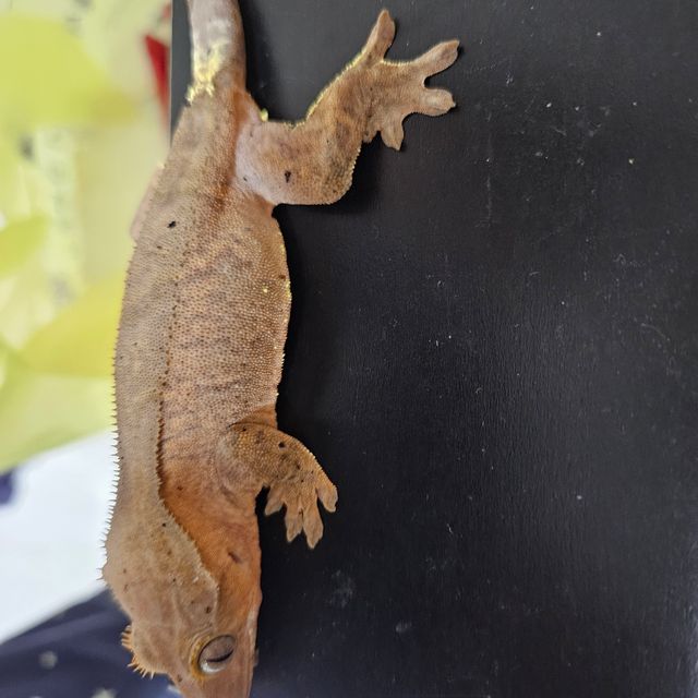 카푸치노 패턴리스