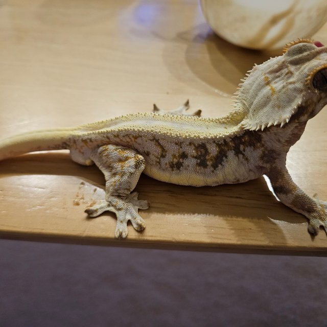 화이트 릴리화이트 트라이