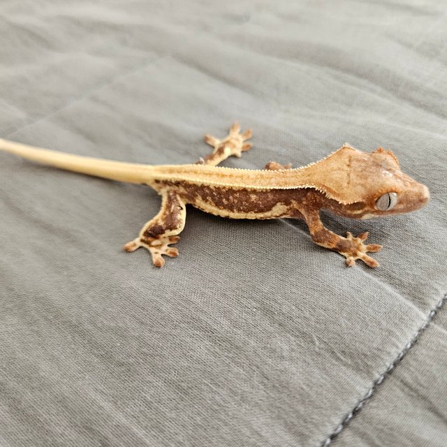 릴리 세이블 릴리화이트 솔리드백 화이트