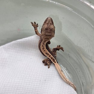 100%헷아잔틱 풀핀