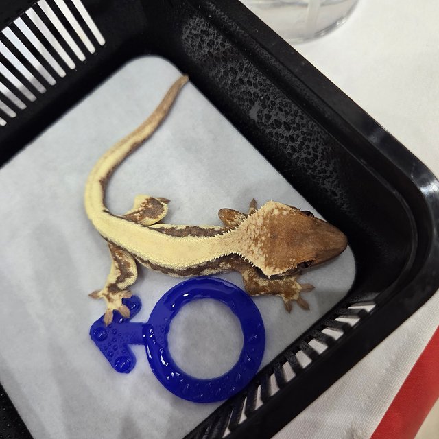 릴리100%헷아잔틱 세이블 100%헷아잔틱 솔리드백