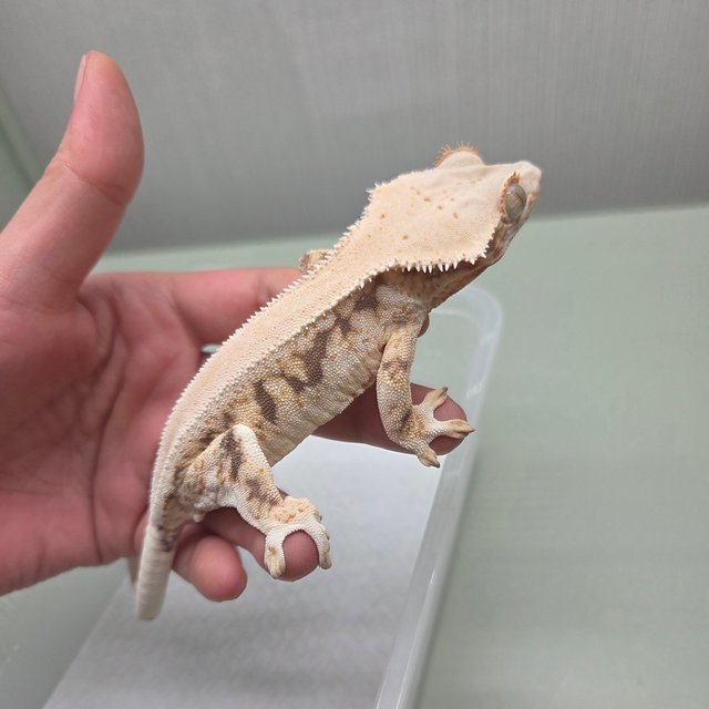 릴리화이트 솔리드백