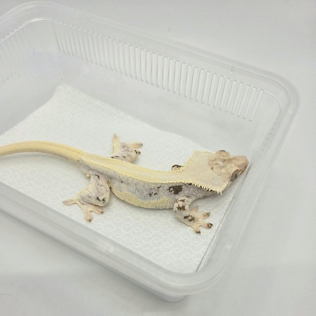 릴리화이트 솔리드백